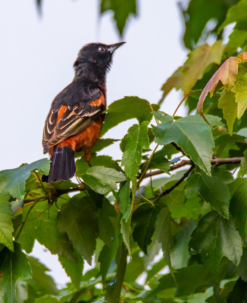 Orchard Oriole - ML619832446