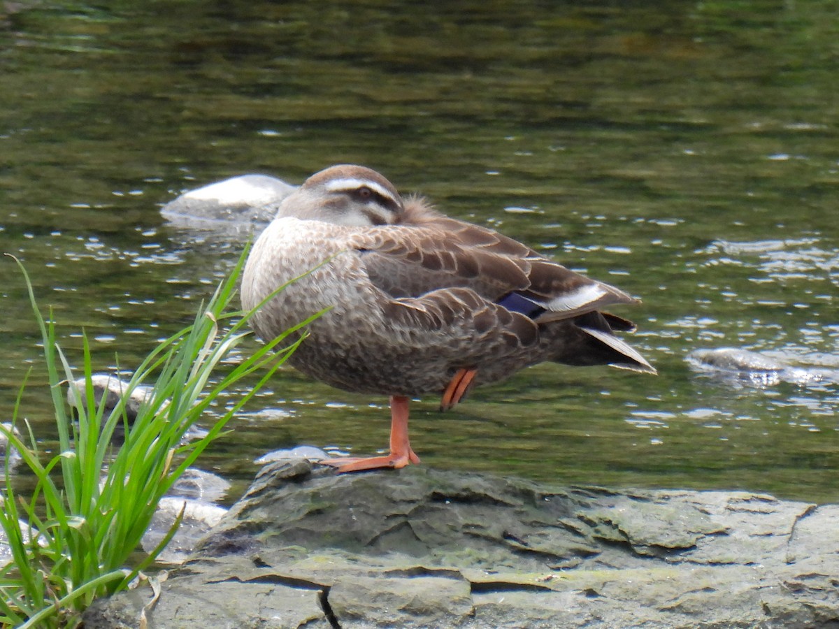 Eastern Spot-billed Duck - ML619832460