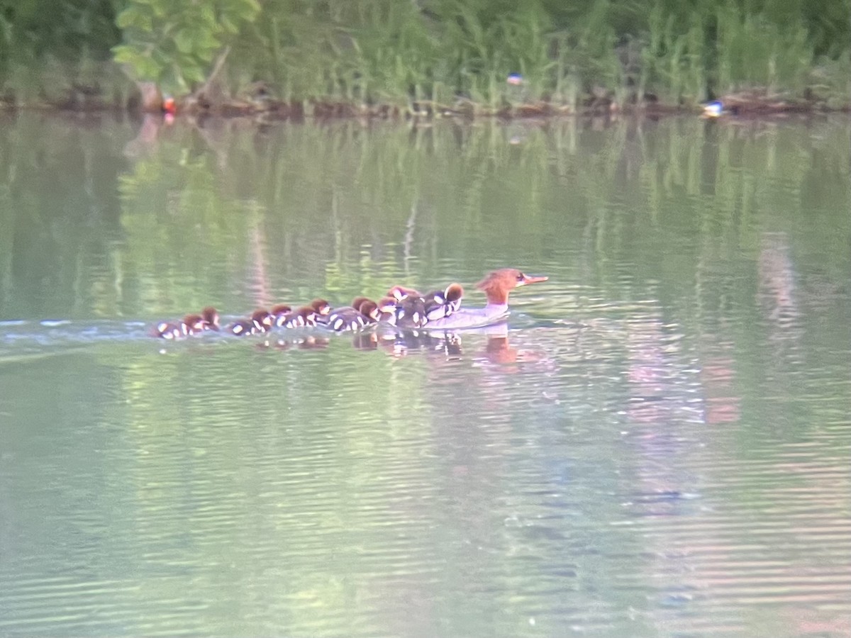 Common Merganser - ML619832468