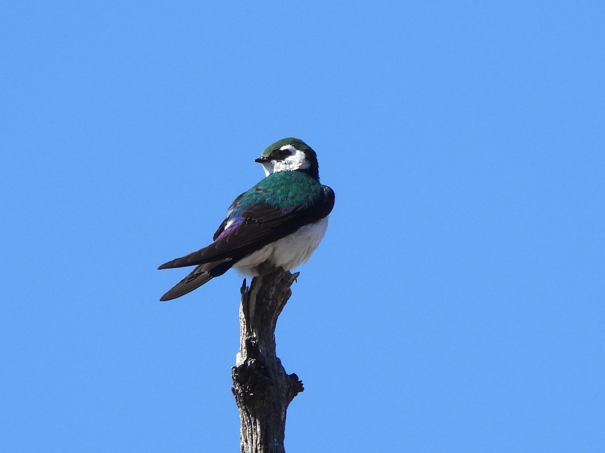 Violet-green Swallow - ML619832470