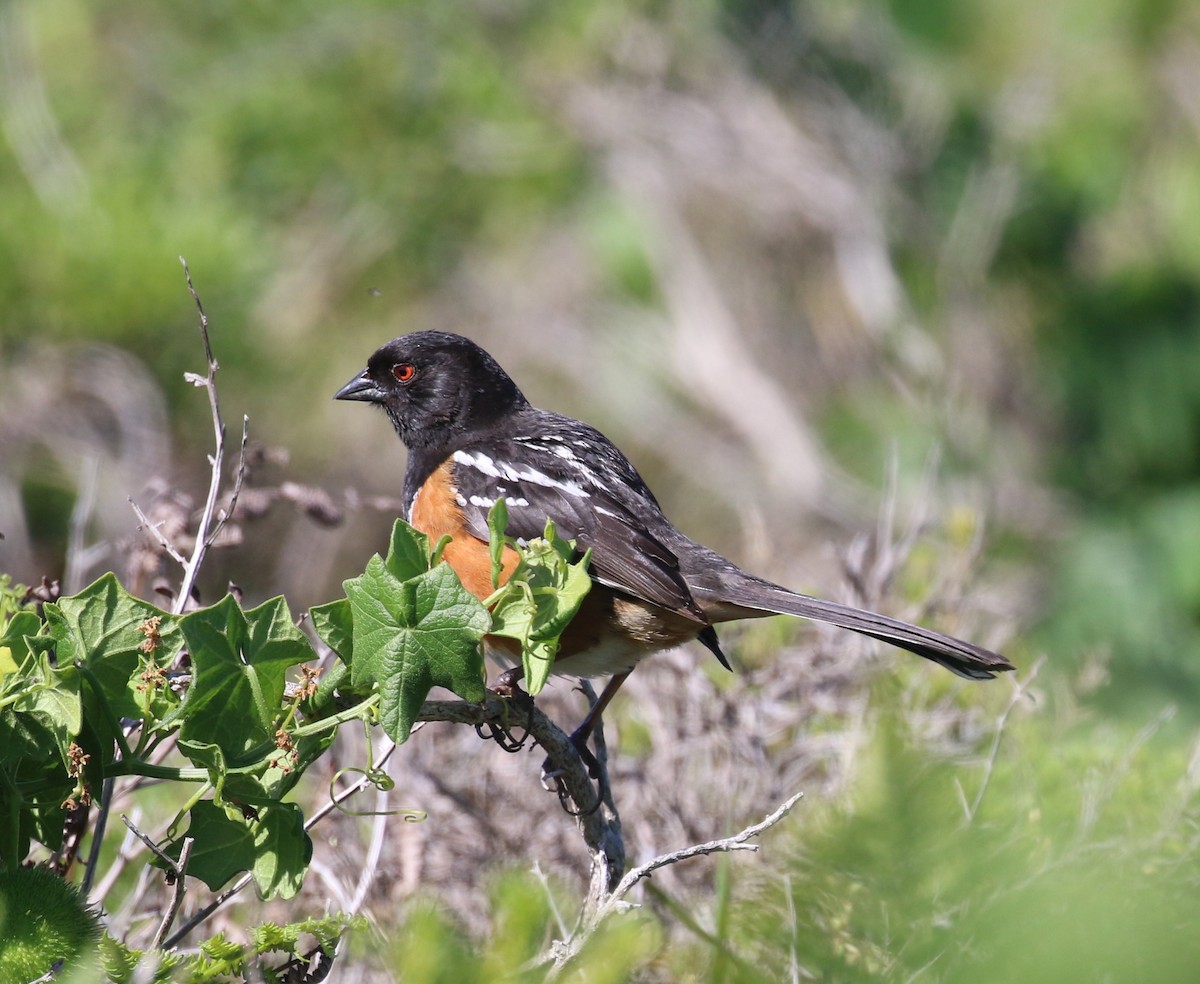 Spotted Towhee - ML619832480