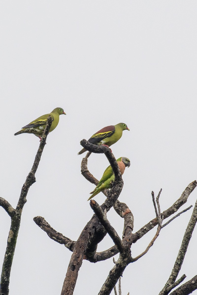 Thick-billed Green-Pigeon - ML619832492