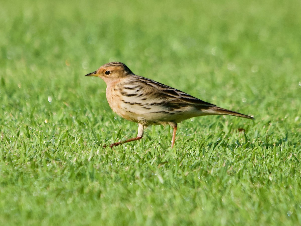 Red-throated Pipit - ML619832499