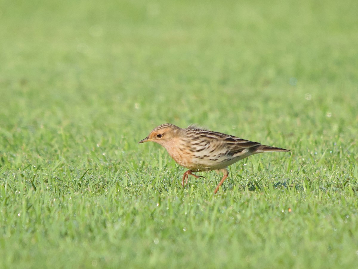 Red-throated Pipit - ML619832500