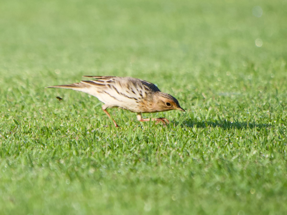 Red-throated Pipit - ML619832501