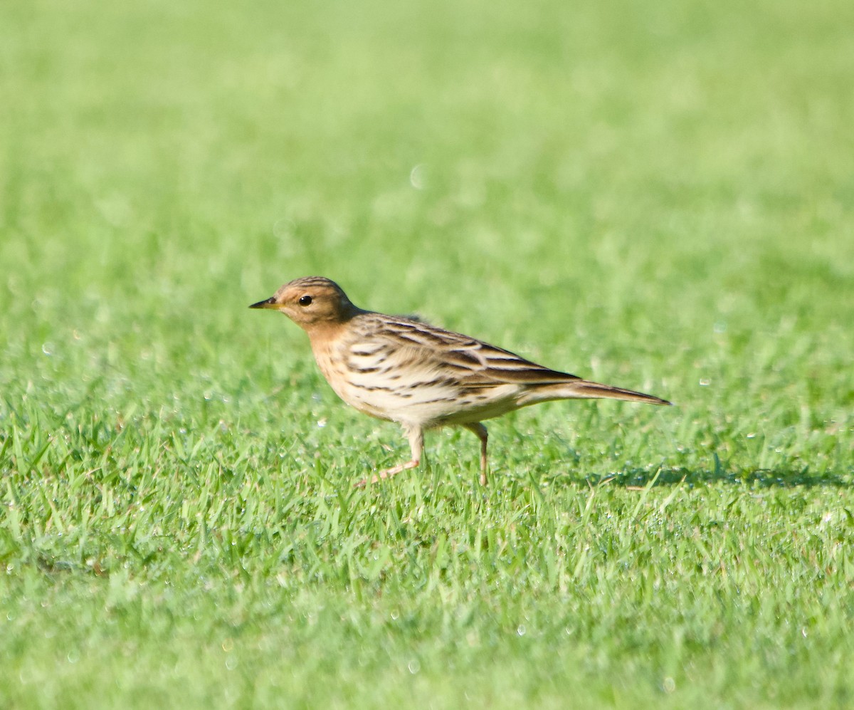 Red-throated Pipit - ML619832502