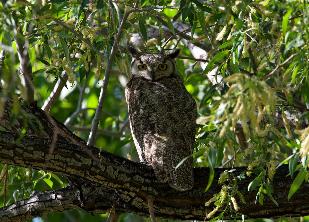 Great Horned Owl - ML619832511