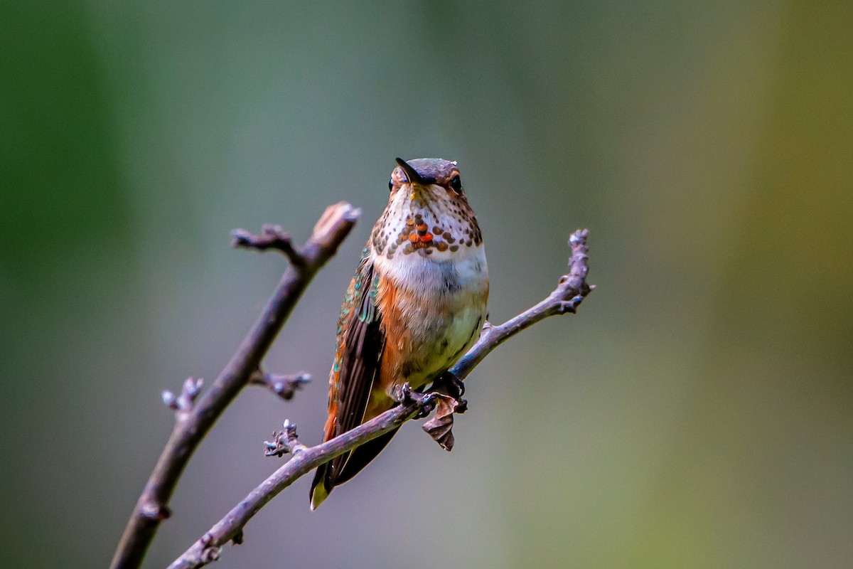 Rufous Hummingbird - ML619832517