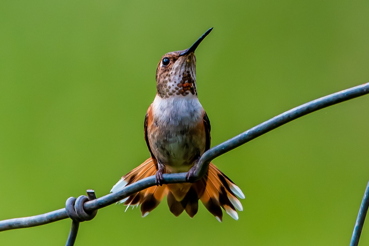 Rufous Hummingbird - ML619832519
