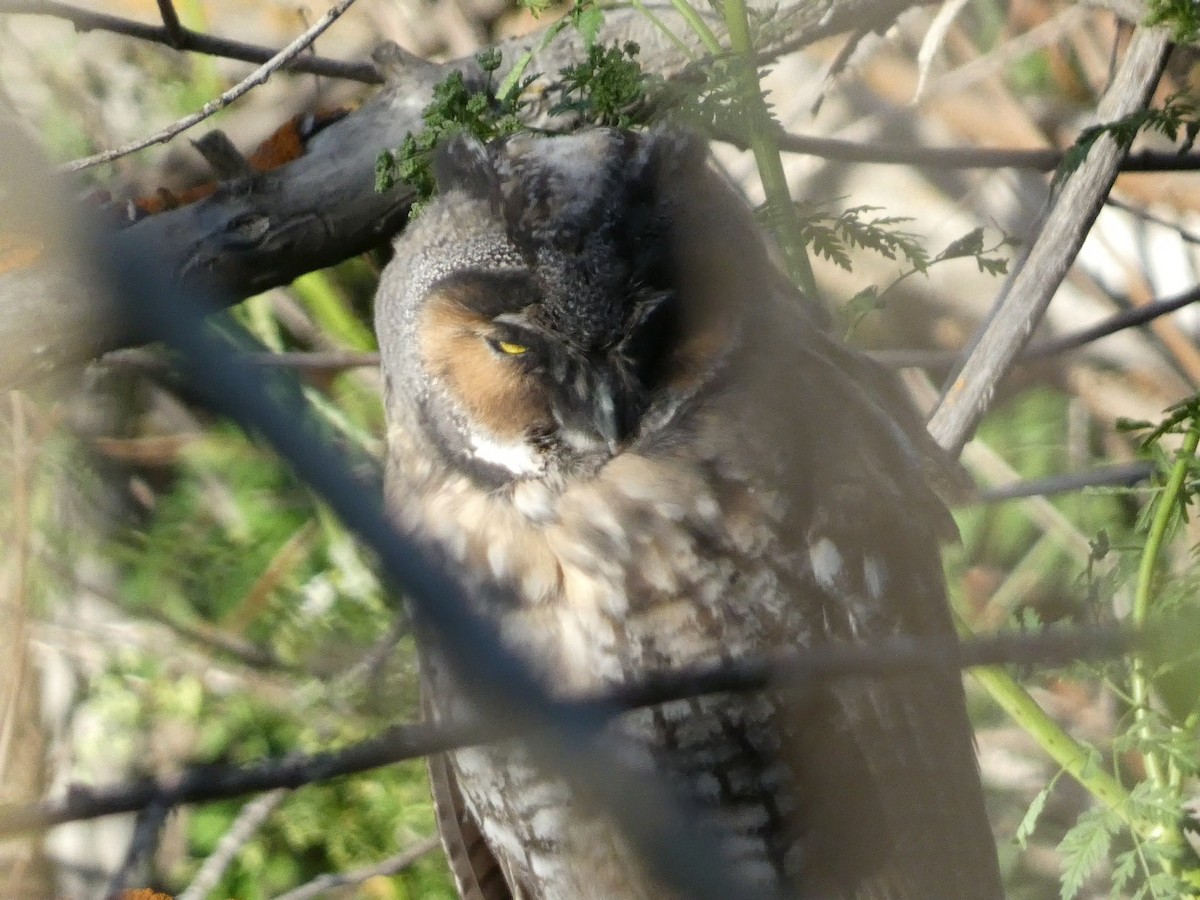 Long-eared Owl - ML619832530