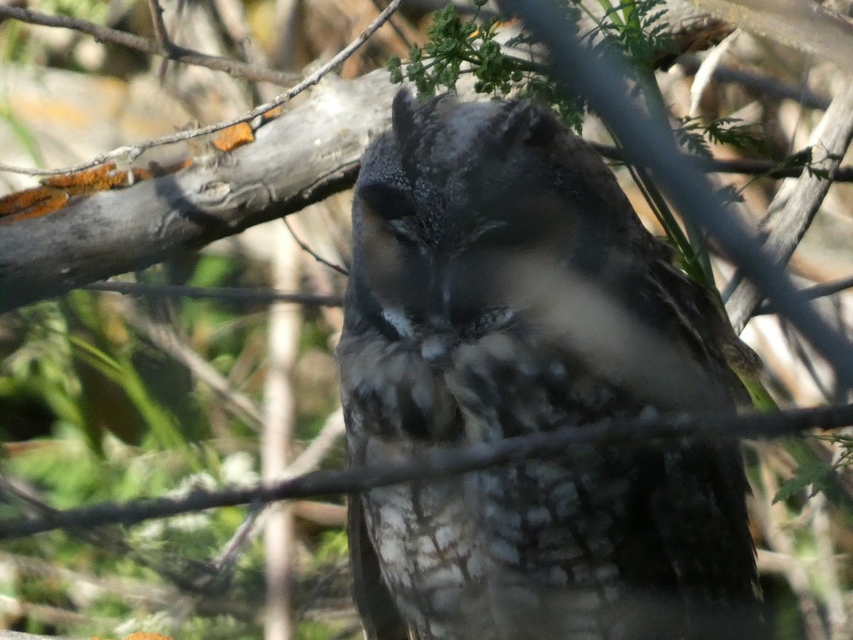Long-eared Owl - ML619832531