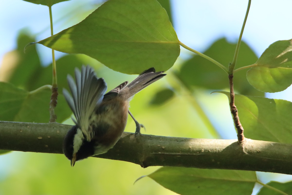 Chestnut-backed Chickadee - ML619832538