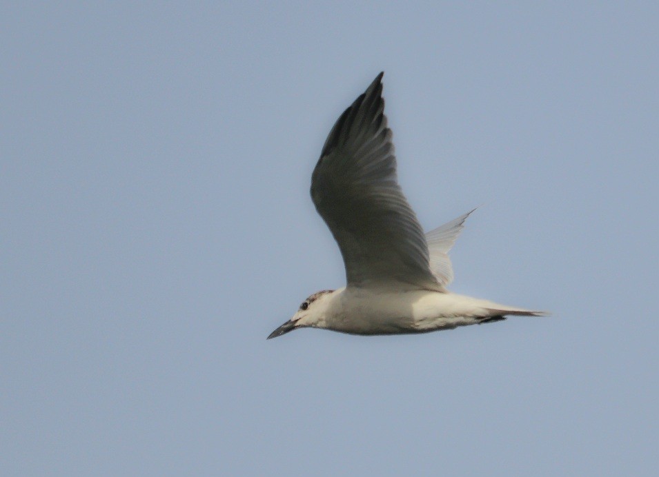 Gull-billed Tern - ML619832544