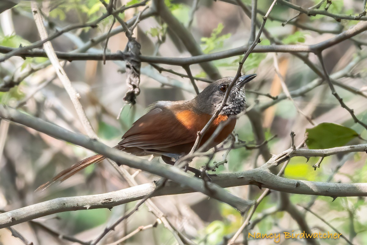 Rufous-breasted Spinetail - ML619832545