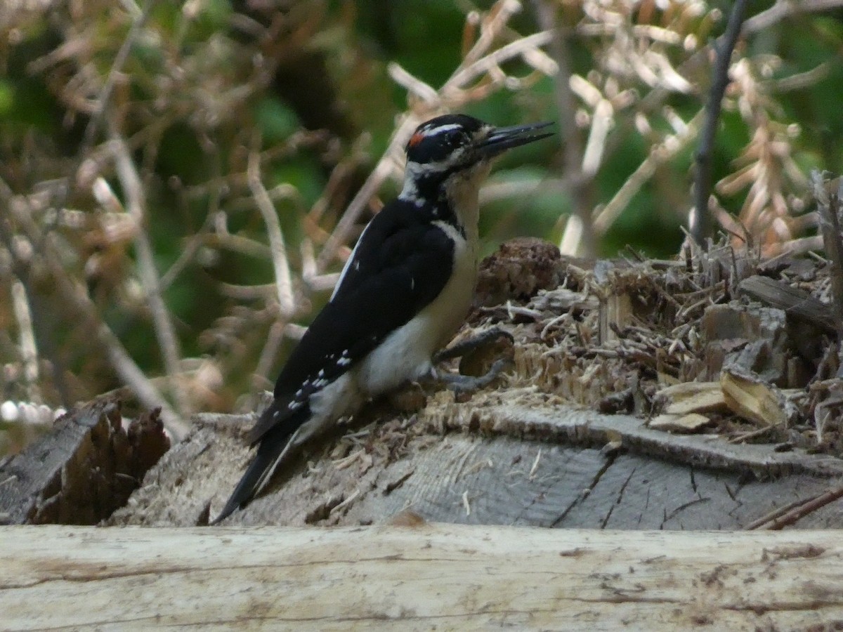 Hairy Woodpecker - ML619832553