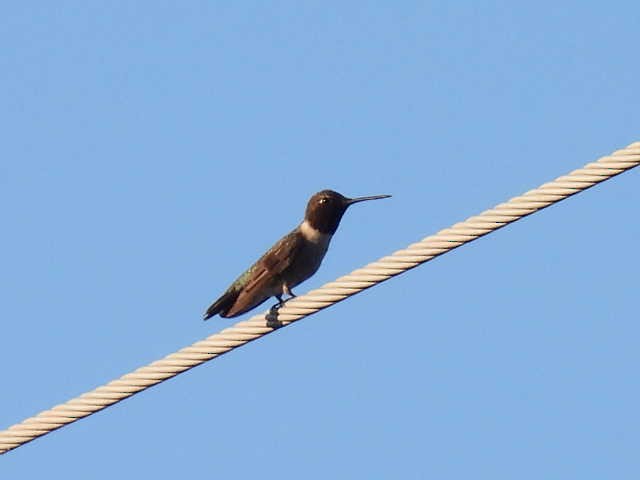 Black-chinned Hummingbird - ML619832562
