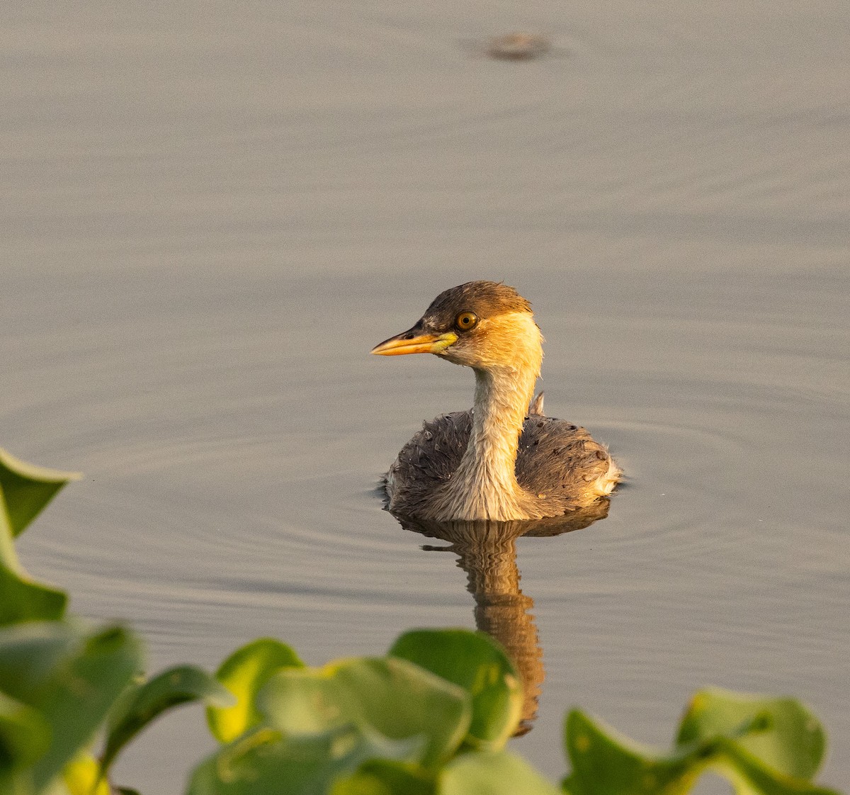 Little Grebe - ML619832563