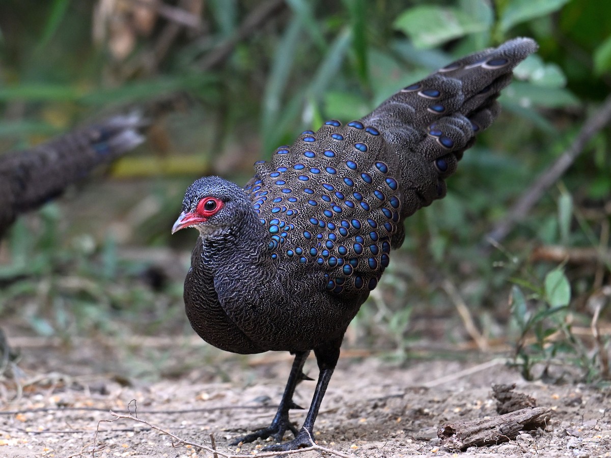 Germain's Peacock-Pheasant - ML619832597