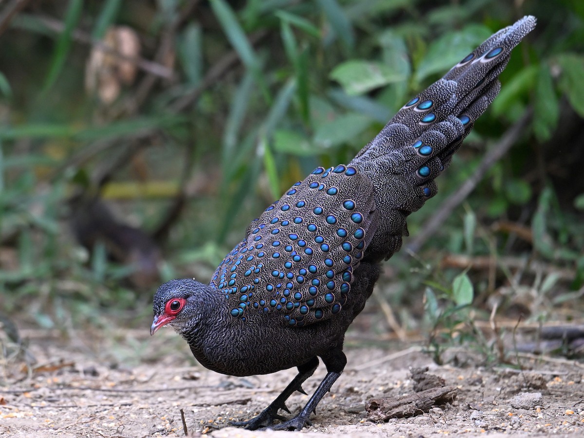 Germain's Peacock-Pheasant - ML619832599