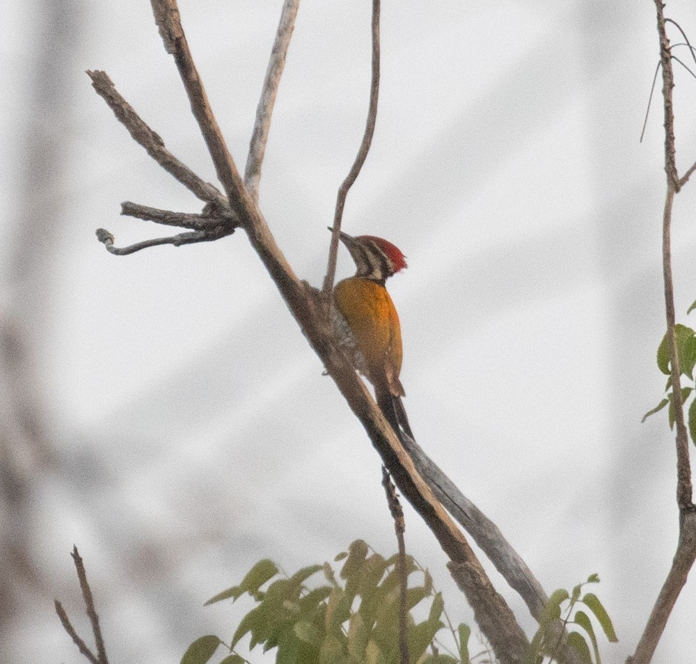 Common Flameback - Lindy Fung
