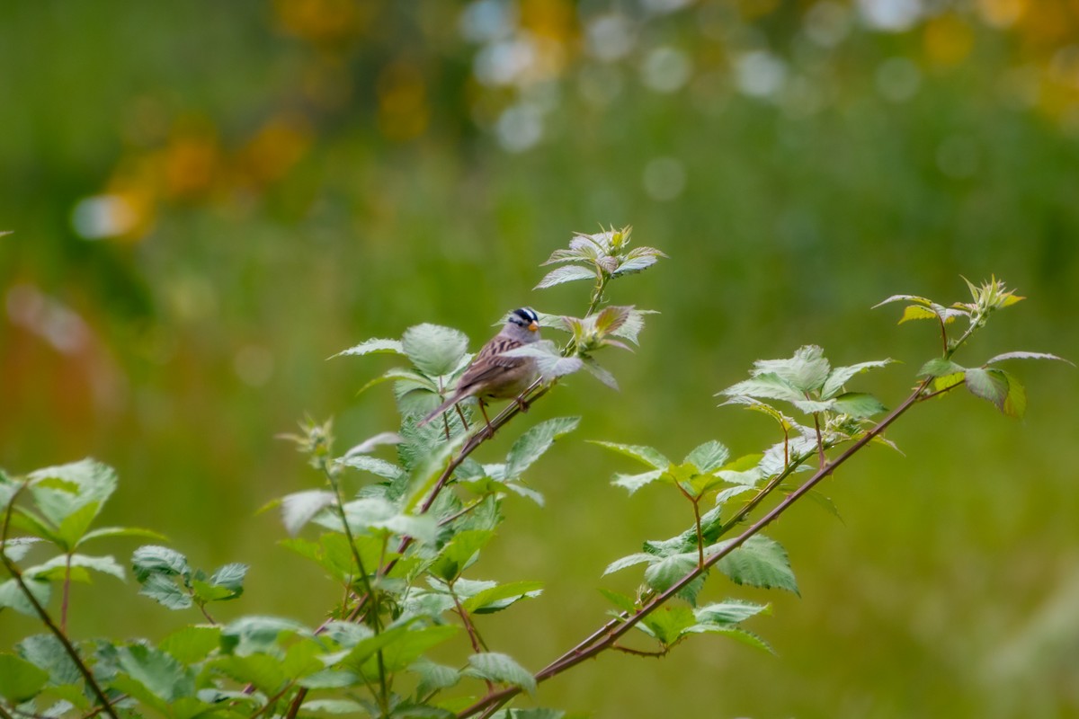 White-crowned Sparrow - ML619832608