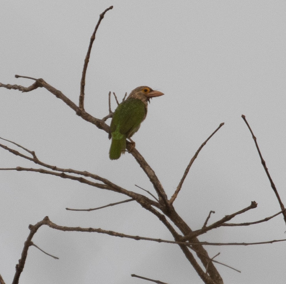 Lineated Barbet - ML619832615