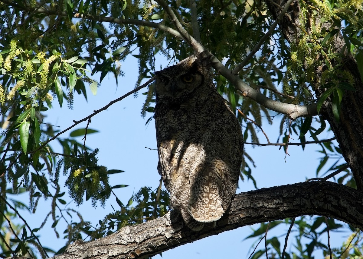 Great Horned Owl - ML619832638