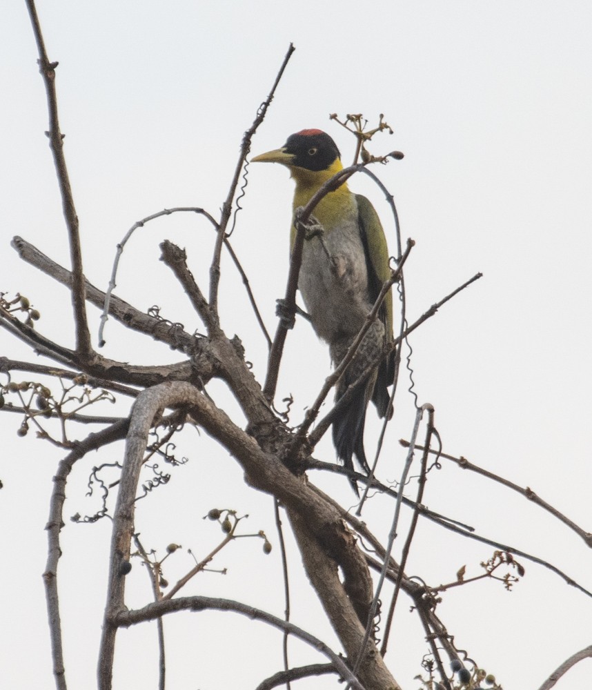 Black-headed Woodpecker - ML619832644