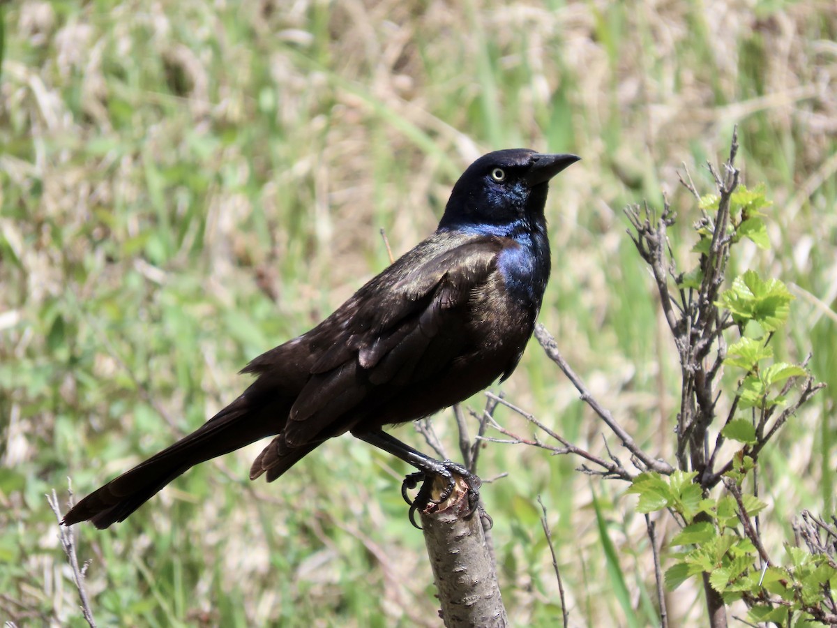 Common Grackle - ML619832645