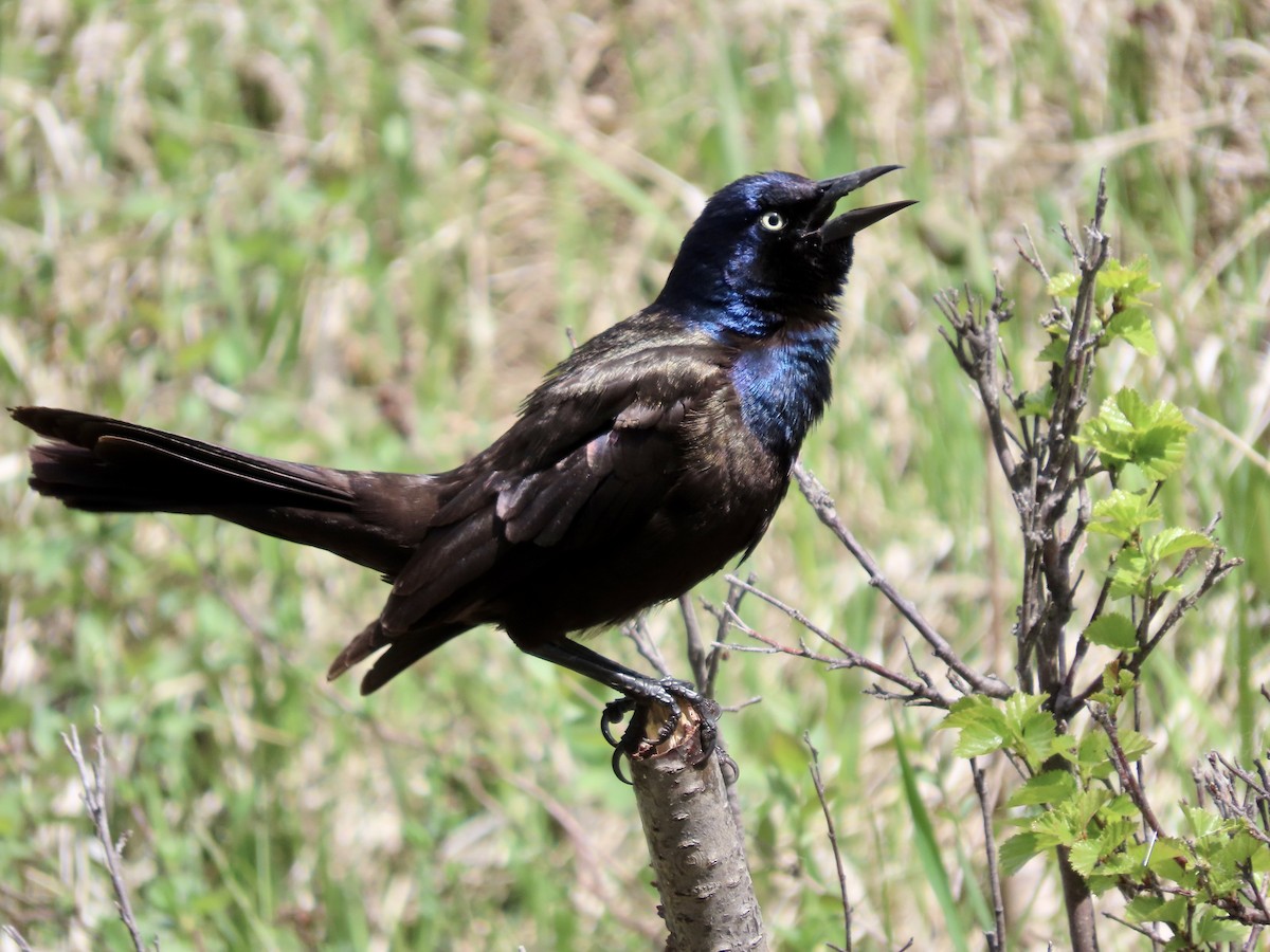 Common Grackle - Dona Trodd