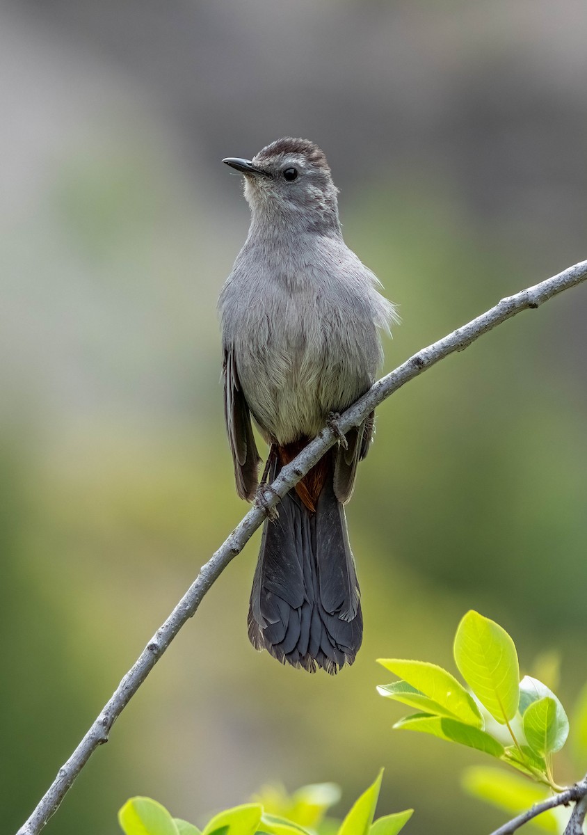 Gray Catbird - ML619832649