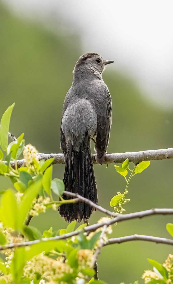 Gray Catbird - Courtney Rella