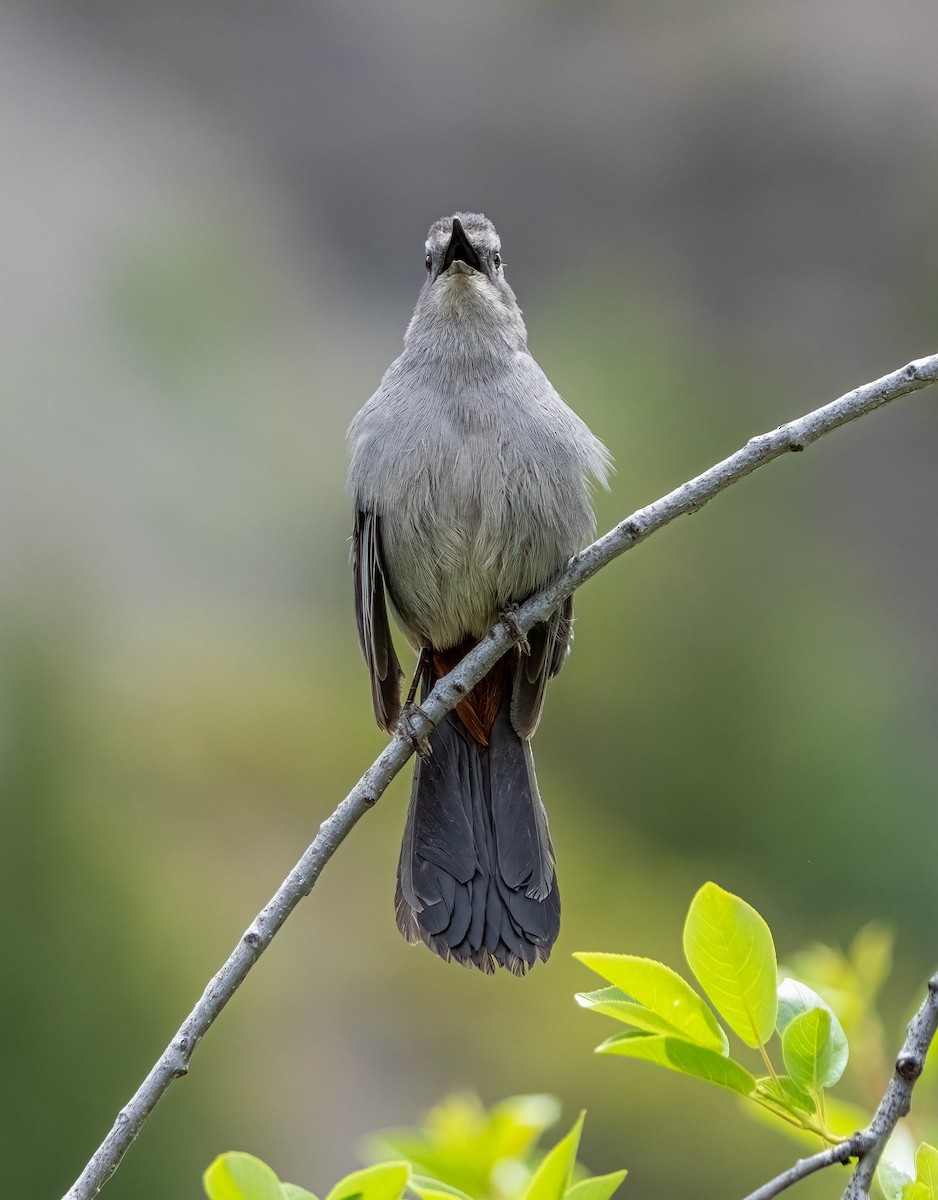 Gray Catbird - ML619832652