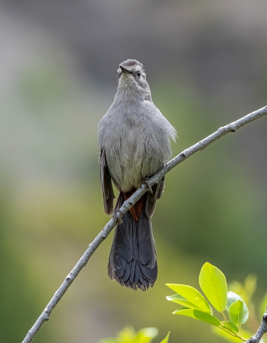 Gray Catbird - ML619832654