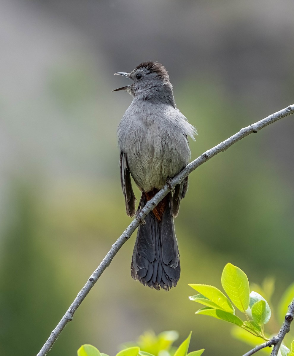 Gray Catbird - ML619832655