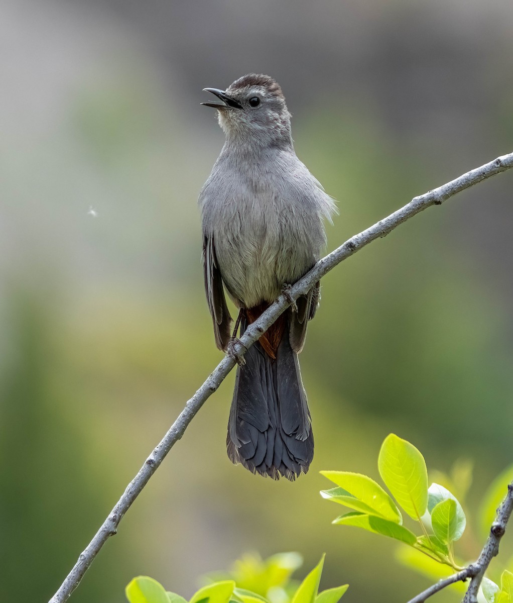 Gray Catbird - ML619832656