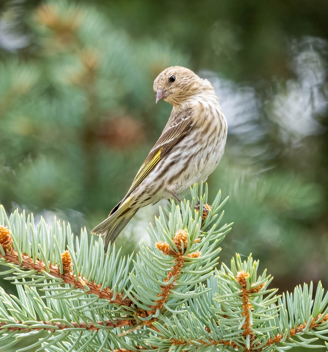 Pine Siskin - ML619832659