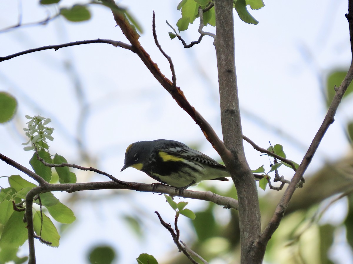 Yellow-rumped Warbler (Audubon's) - ML619832660