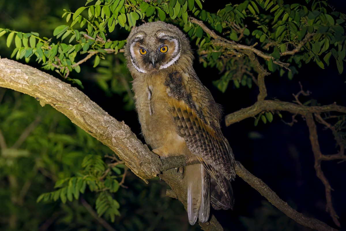 Long-eared Owl - ML619832669