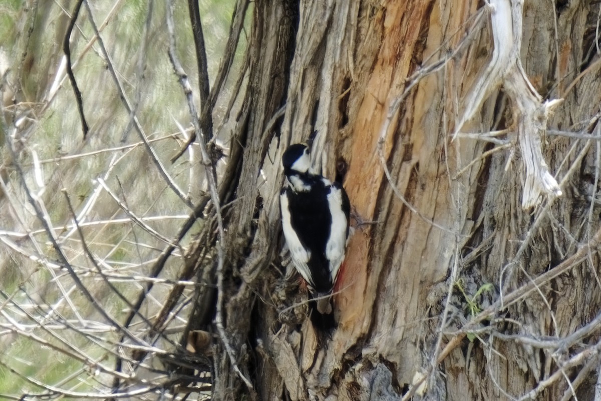 White-winged Woodpecker - ML619832691