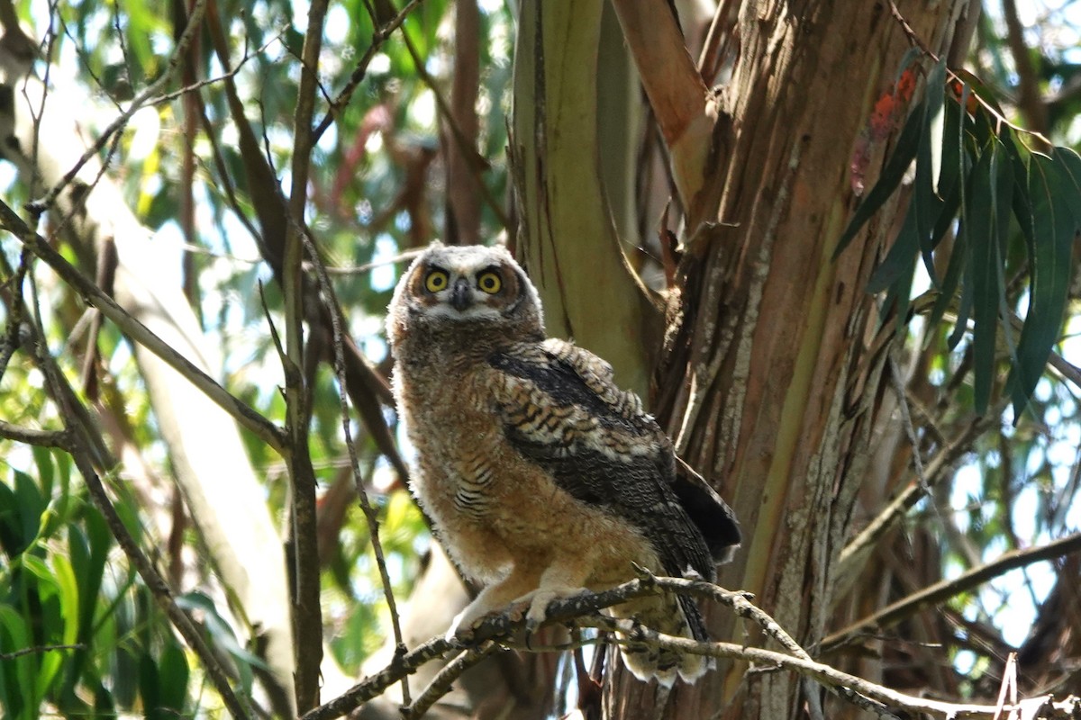Great Horned Owl - ML619832696
