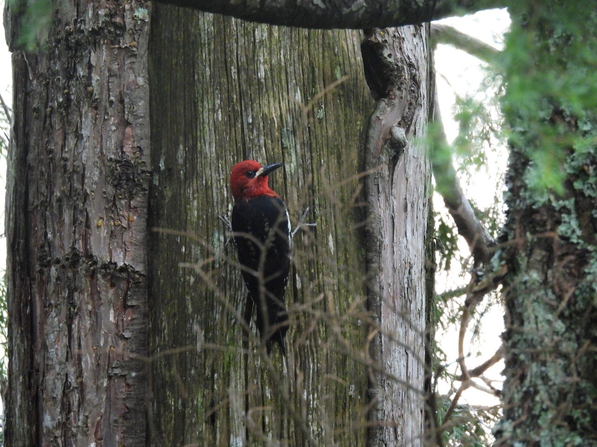 Red-breasted Sapsucker - ML619832709