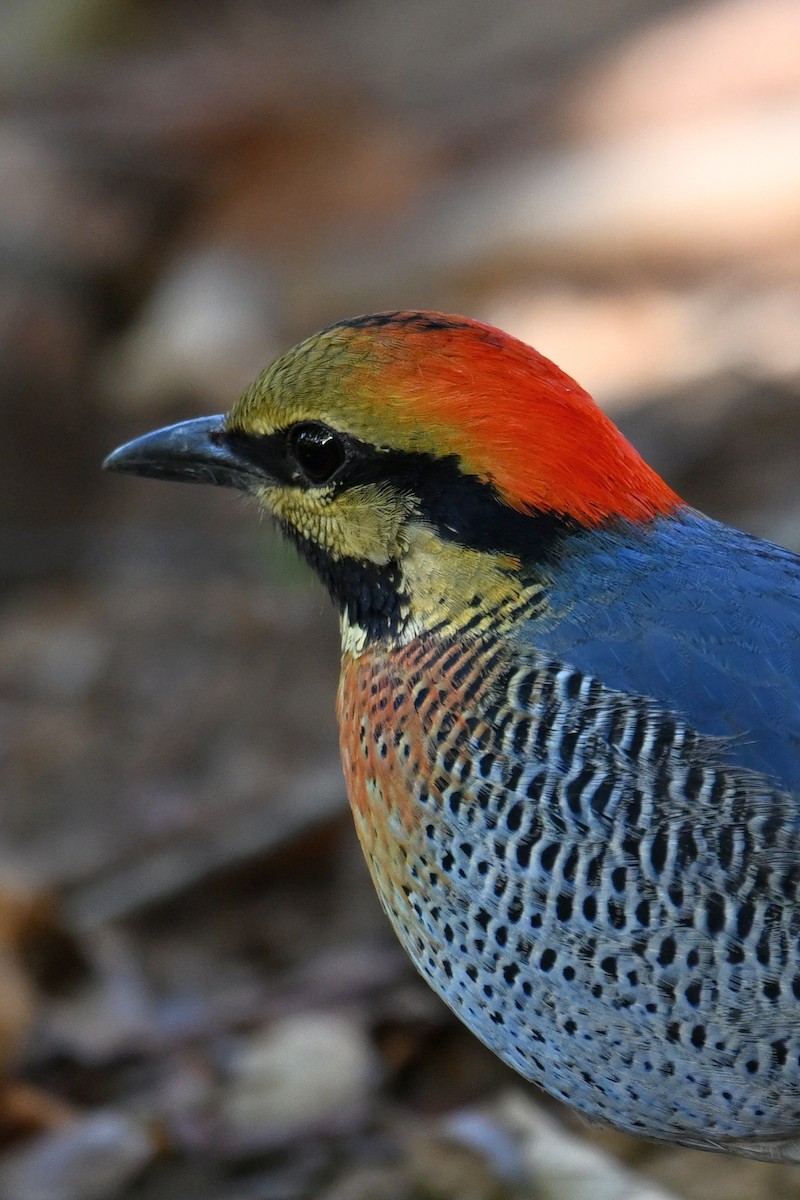 Blue Pitta - Qin Huang