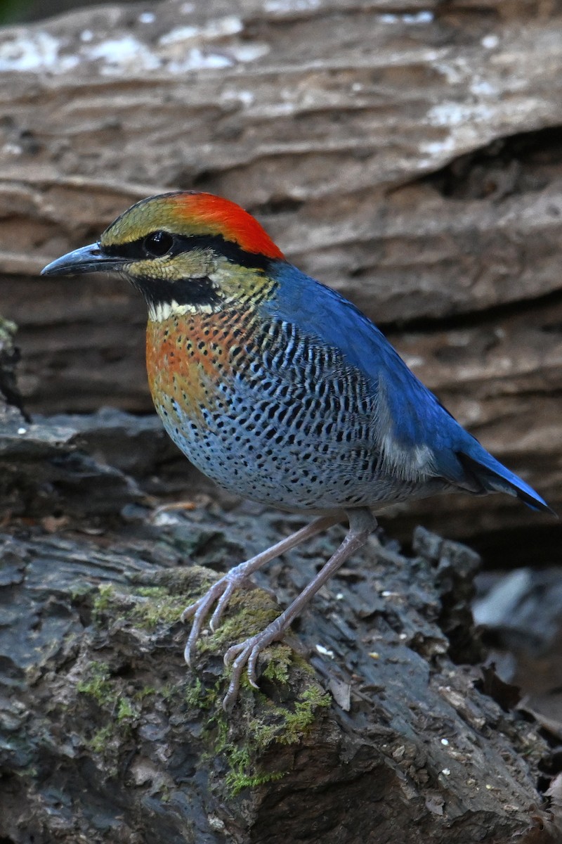 Blue Pitta - ML619832726