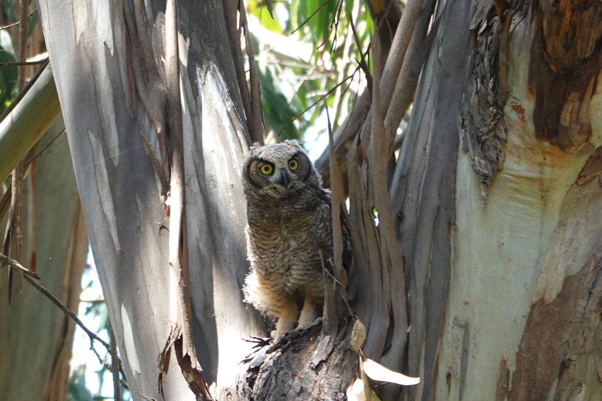Great Horned Owl - ML619832730