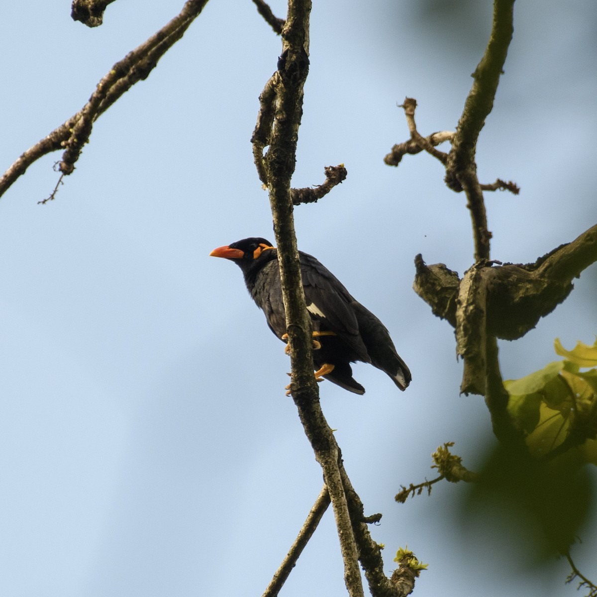 Common Hill Myna - ML619832742