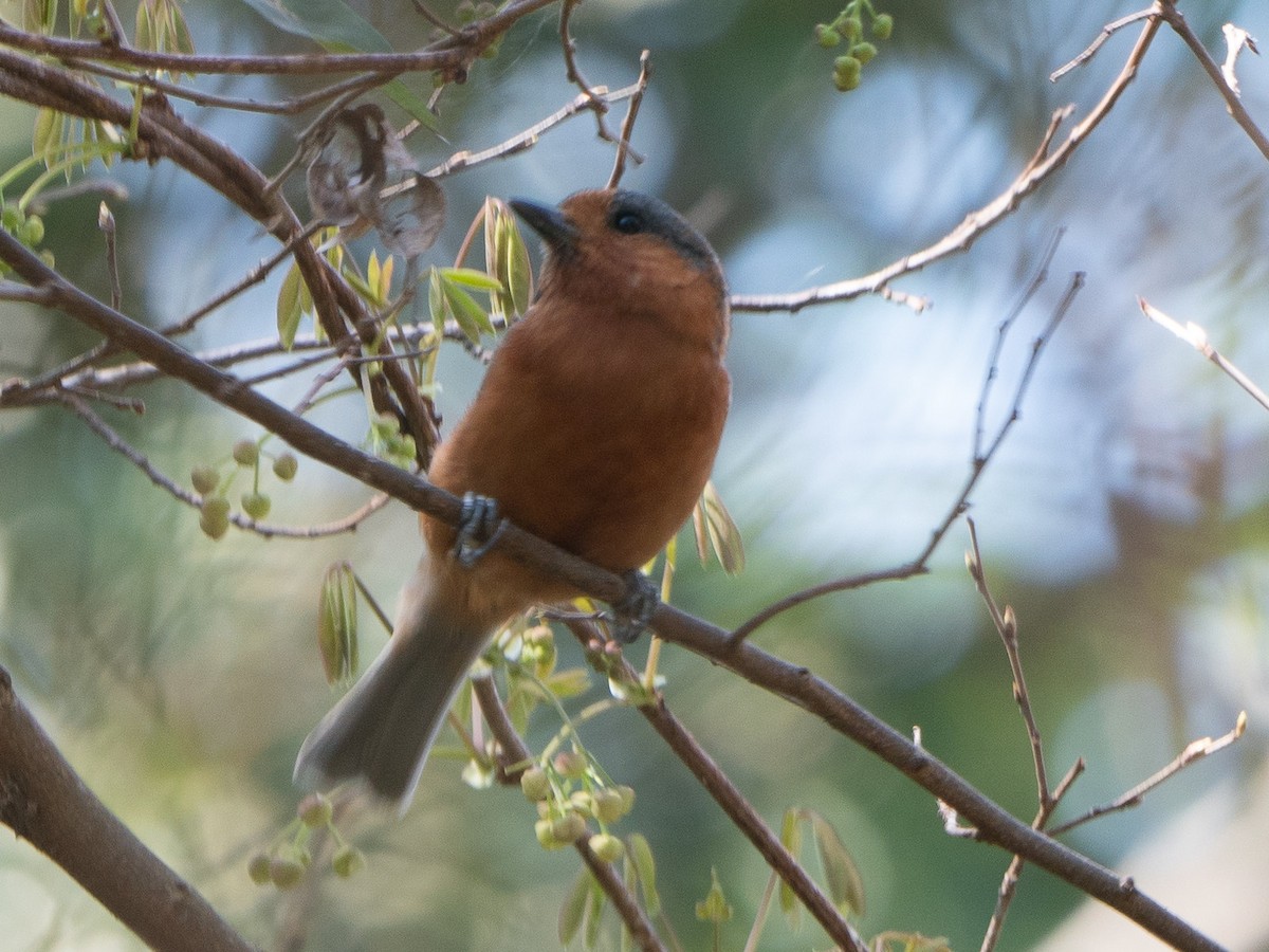 Varied Tit - ML619832746