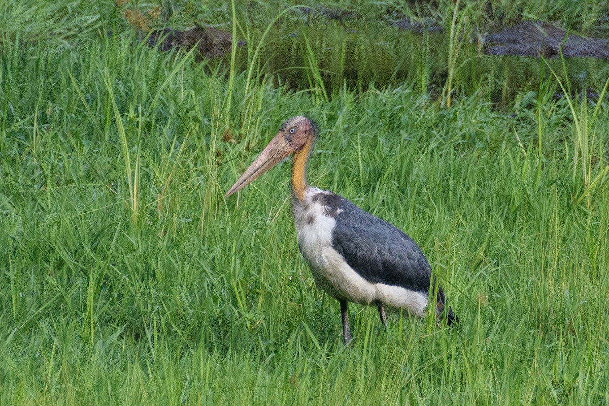 Lesser Adjutant - ML619832751