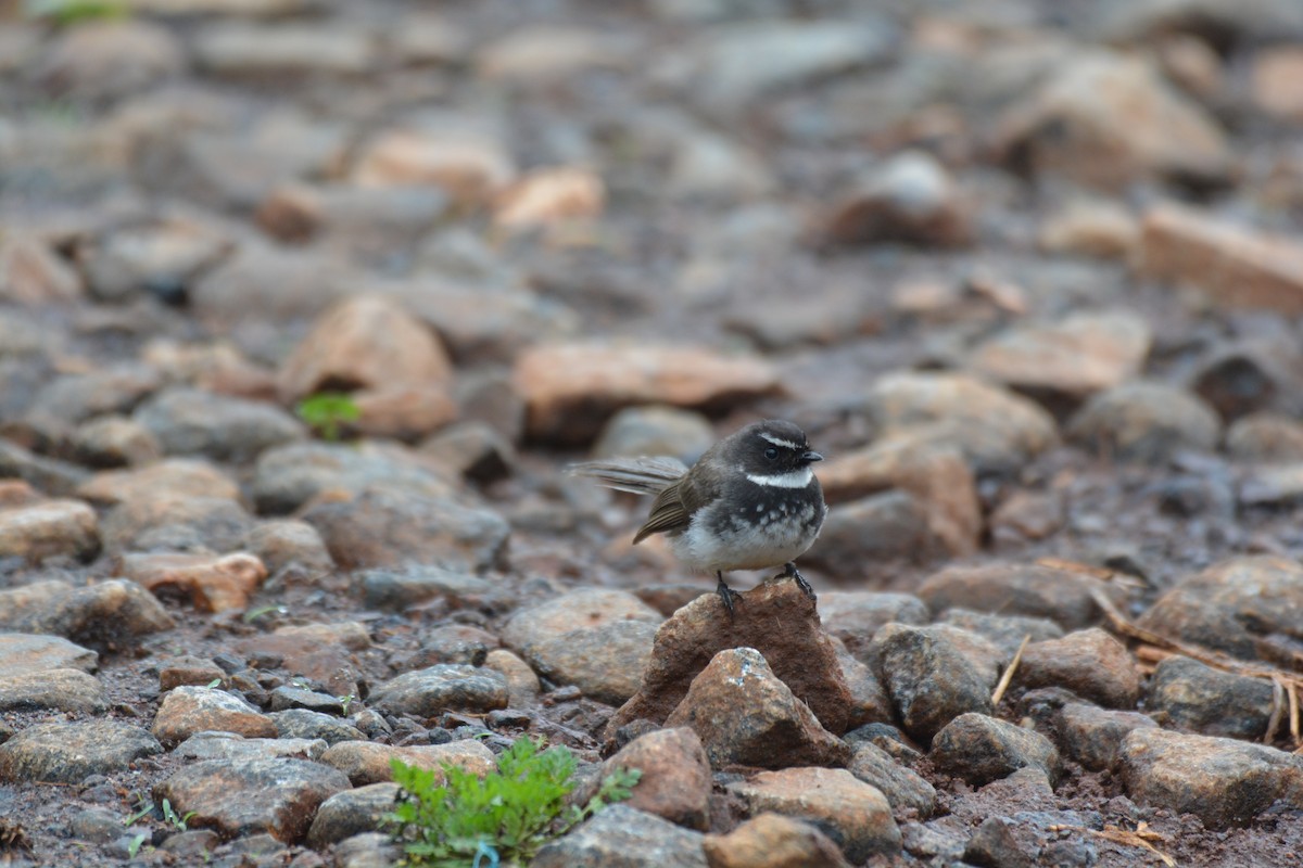 Spot-breasted Fantail - ML619832752