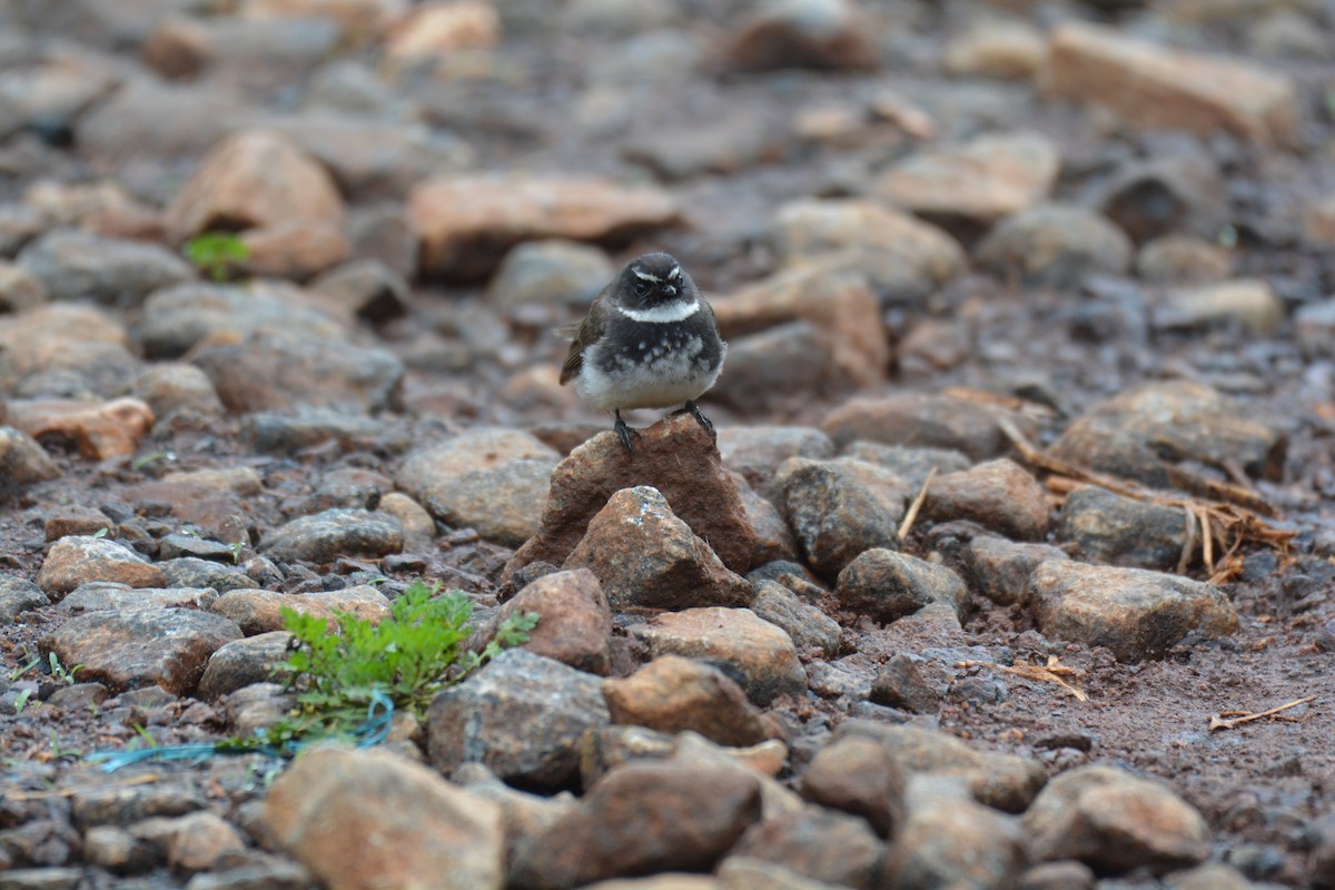 Spot-breasted Fantail - ML619832753